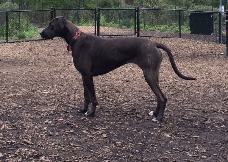 Carly, an American Pit Bull Terrier and Rottweiler mix tested with EmbarkVet.com