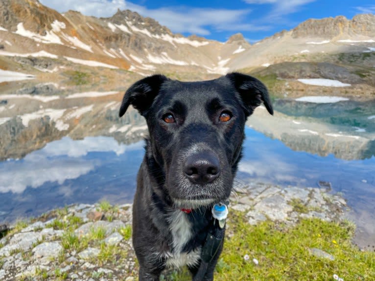 Ember, an Anatolian Shepherd Dog and Border Collie mix tested with EmbarkVet.com