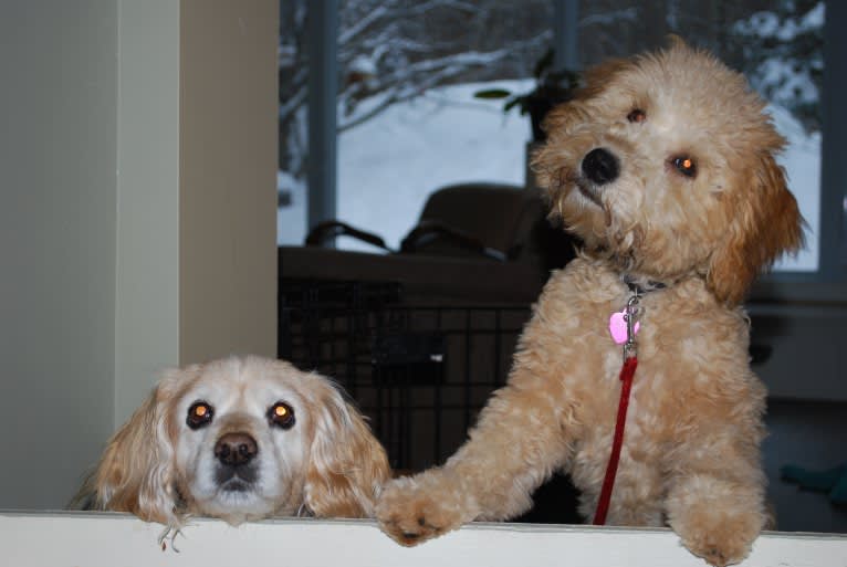 Fig, a Soft Coated Wheaten Terrier and Miniature Schnauzer mix tested with EmbarkVet.com