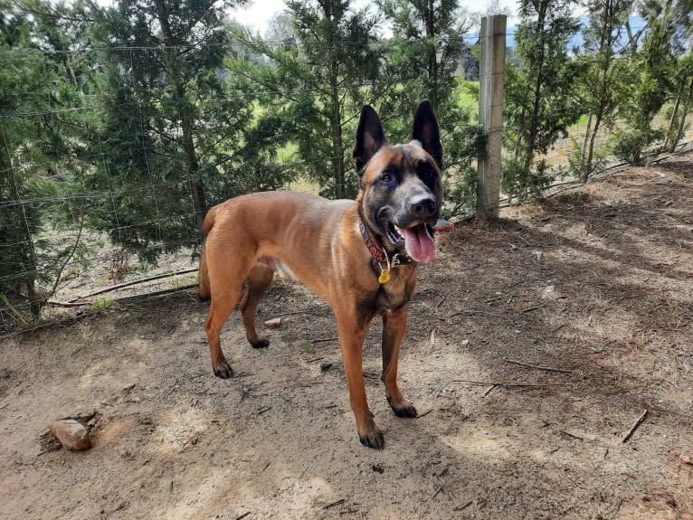 Kylar (PsychoKiller d'Hélitesport), a Belgian Shepherd tested with EmbarkVet.com