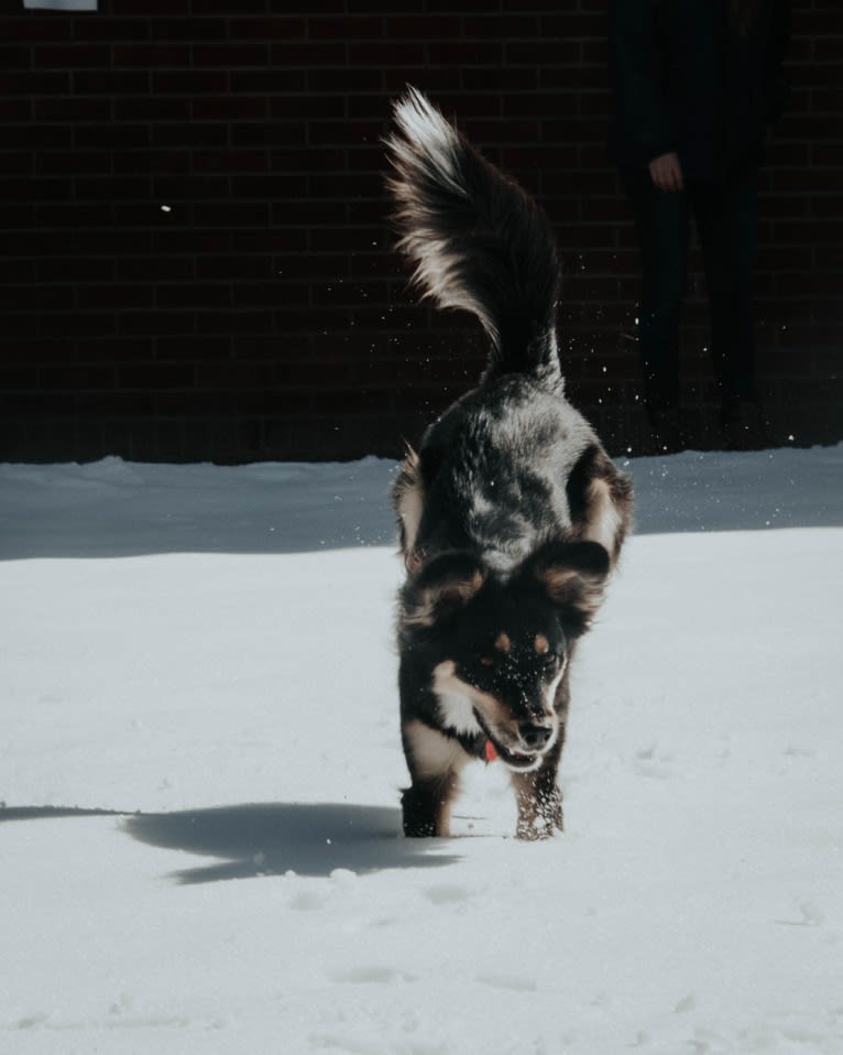 Luna, an Australian Cattle Dog and Chow Chow mix tested with EmbarkVet.com