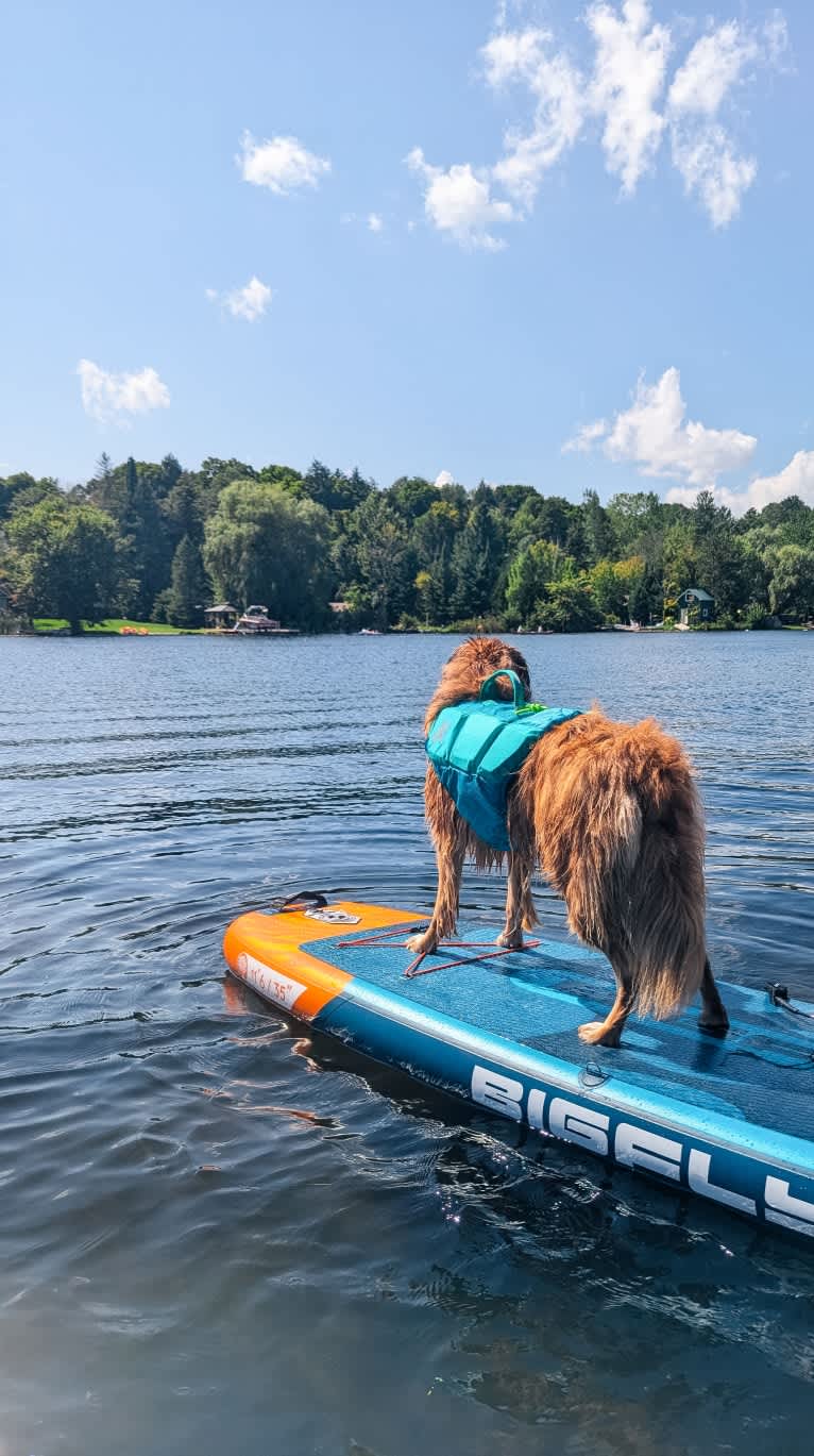 Farley, an Australian Shepherd tested with EmbarkVet.com