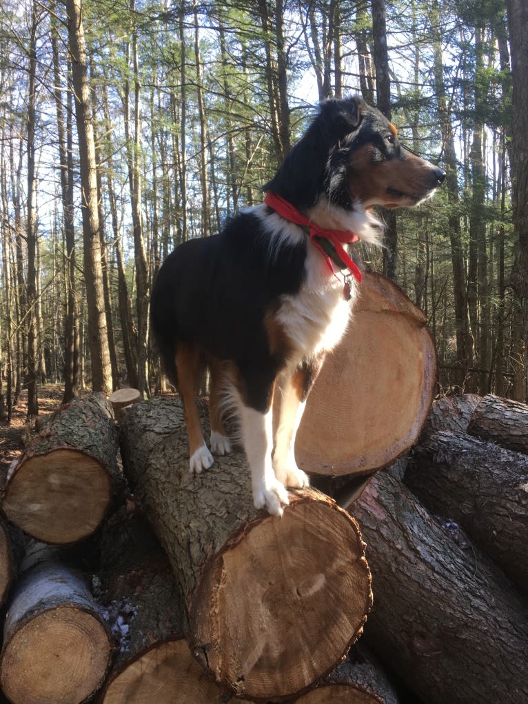 Teddy, an English Shepherd tested with EmbarkVet.com