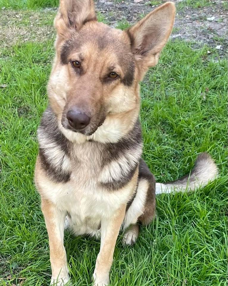 Duchess, a German Shepherd Dog tested with EmbarkVet.com