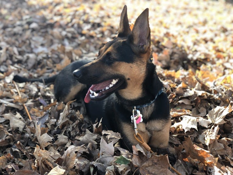 Marvin, a German Shepherd Dog and Miniature Pinscher mix tested with EmbarkVet.com