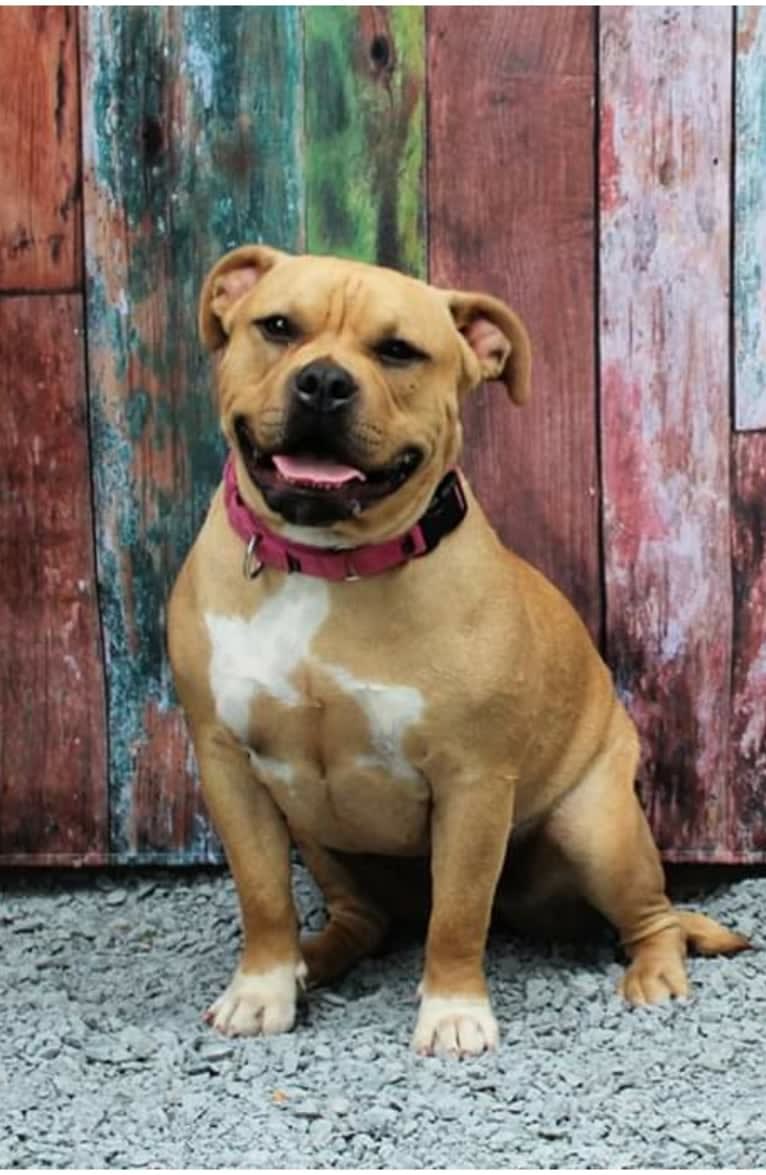 Sadie, an American Bully tested with EmbarkVet.com