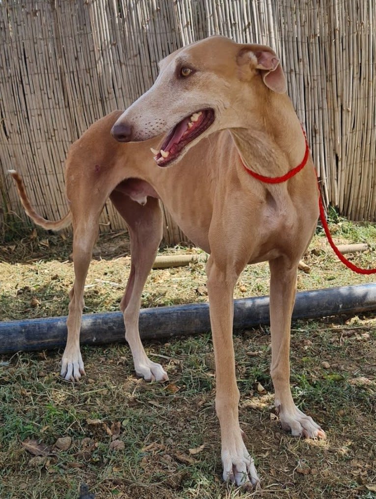 Gaudi (Boris), a Spanish Galgo tested with EmbarkVet.com