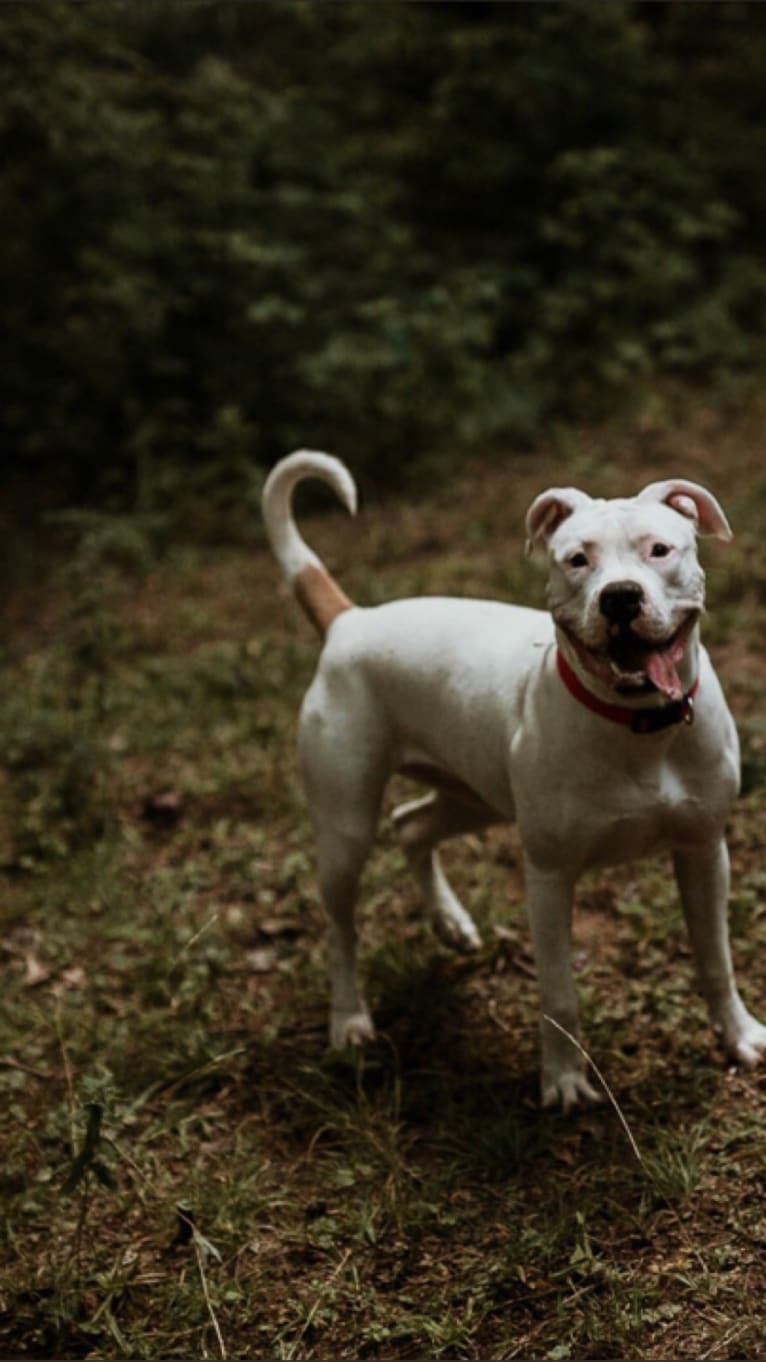 Sadie May, an American Bulldog tested with EmbarkVet.com