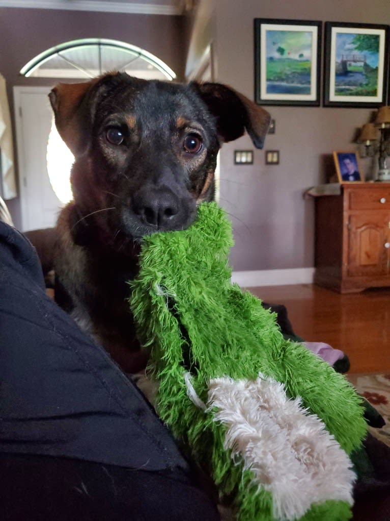 Chante, an American Village Dog tested with EmbarkVet.com