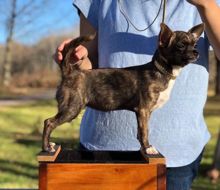 Deva, a Chihuahua tested with EmbarkVet.com