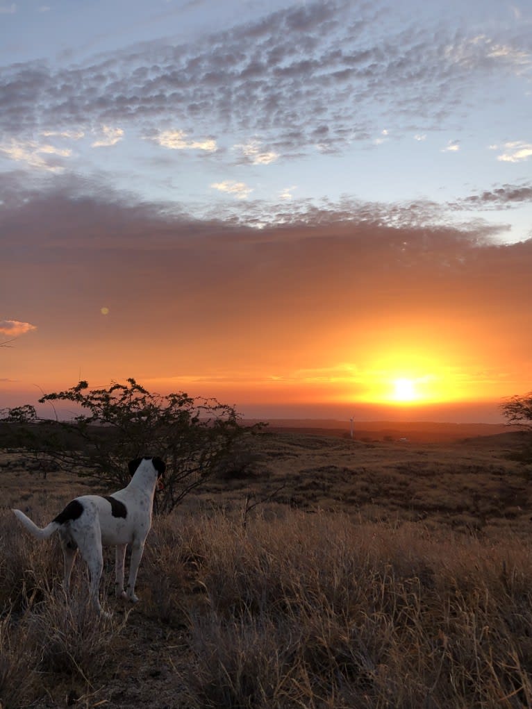 El Guapo, a Brittany and Catahoula Leopard Dog mix tested with EmbarkVet.com