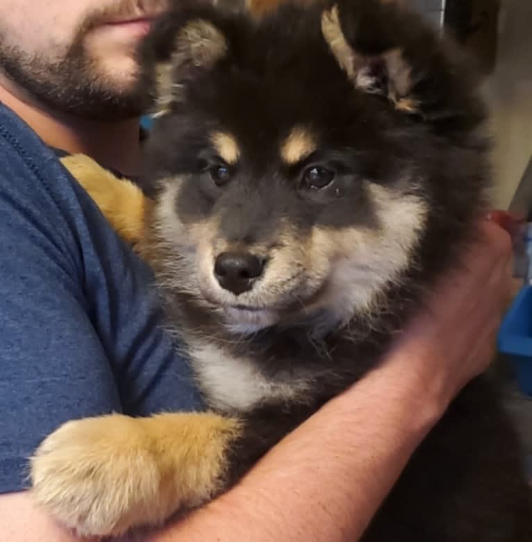 Ankka, a Finnish Lapphund tested with EmbarkVet.com