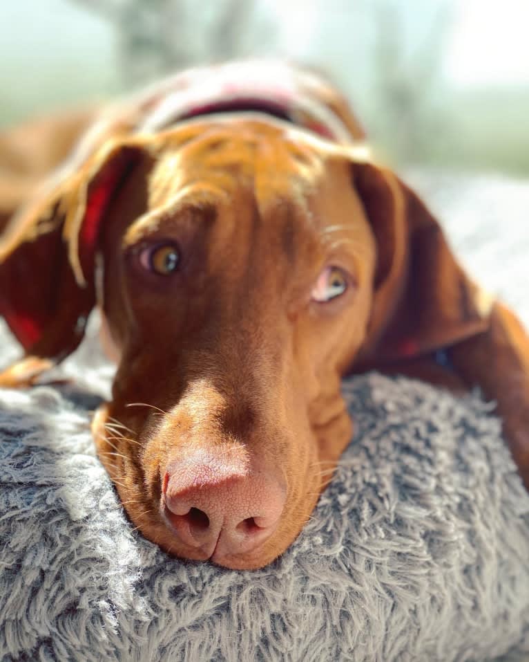 Bailey, a Vizsla tested with EmbarkVet.com