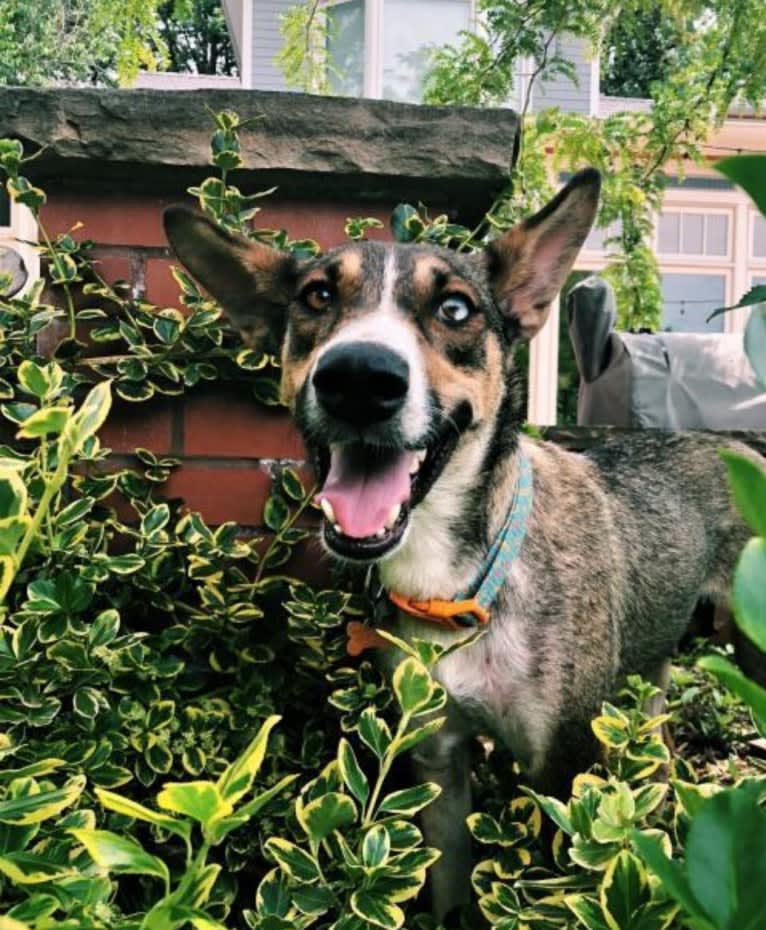 Nellie, a Doberman Pinscher and Siberian Husky mix tested with EmbarkVet.com