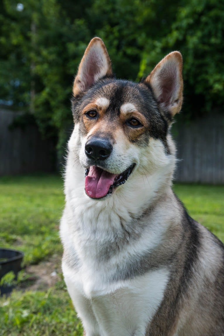 Thorin, a Siberian Husky and German Shepherd Dog mix tested with EmbarkVet.com