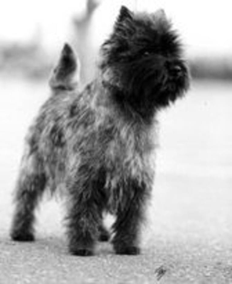 Teddy, a Cairn Terrier tested with EmbarkVet.com