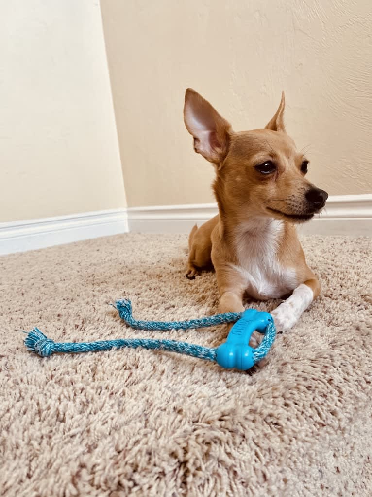 Oliver, a Chihuahua and Poodle (Small) mix tested with EmbarkVet.com