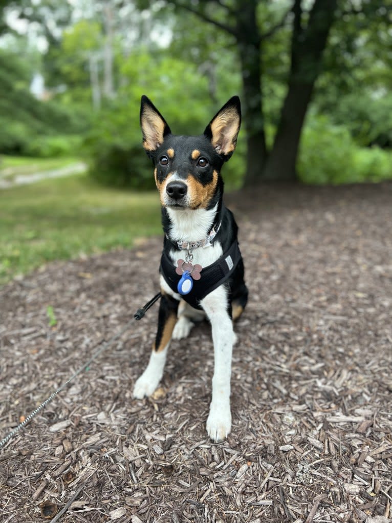 Oakley, an Australian Cattle Dog and Pembroke Welsh Corgi mix tested with EmbarkVet.com