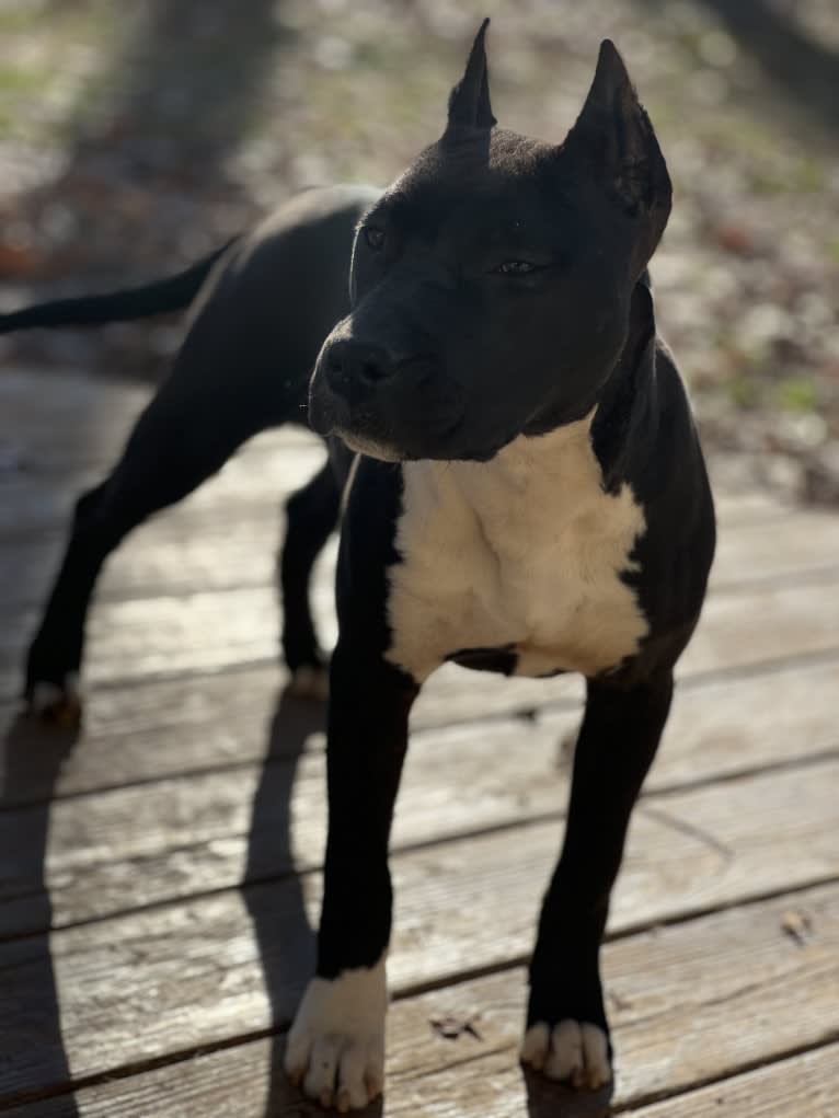 Wildfire, an American Staffordshire Terrier tested with EmbarkVet.com