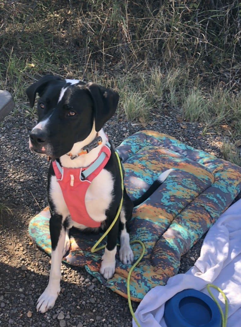 Dutch, an American Pit Bull Terrier and Australian Shepherd mix tested with EmbarkVet.com
