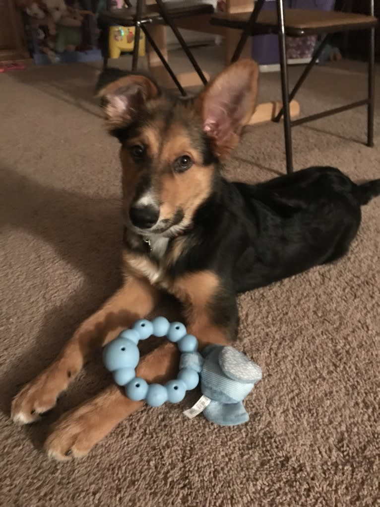 Koda, a German Shepherd Dog and Siberian Husky mix tested with EmbarkVet.com