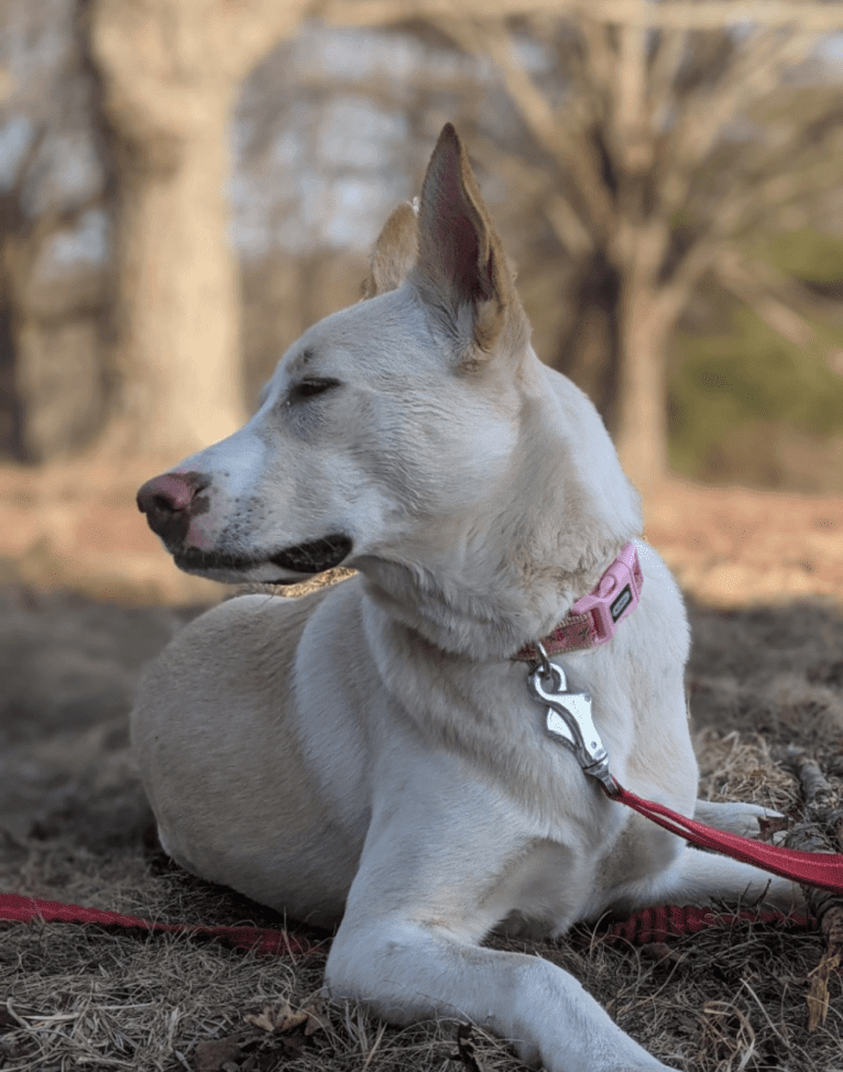 Maisy, a German Shepherd Dog and American Pit Bull Terrier mix tested with EmbarkVet.com