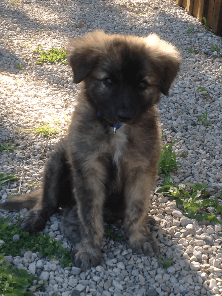 Reemie, a Bouvier des Flandres and German Shepherd Dog mix tested with EmbarkVet.com