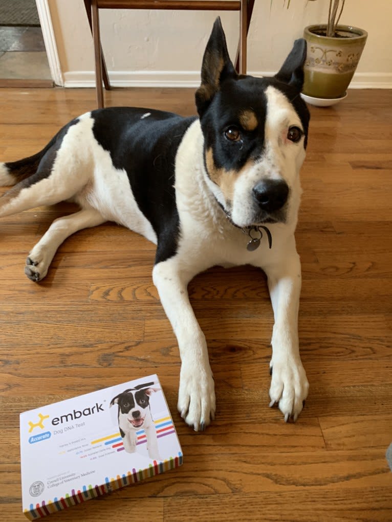 Maximus, an American Bully and Chow Chow mix tested with EmbarkVet.com