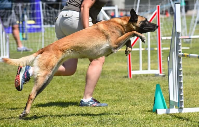 Dottie von Vogeley, a Belgian Shepherd tested with EmbarkVet.com