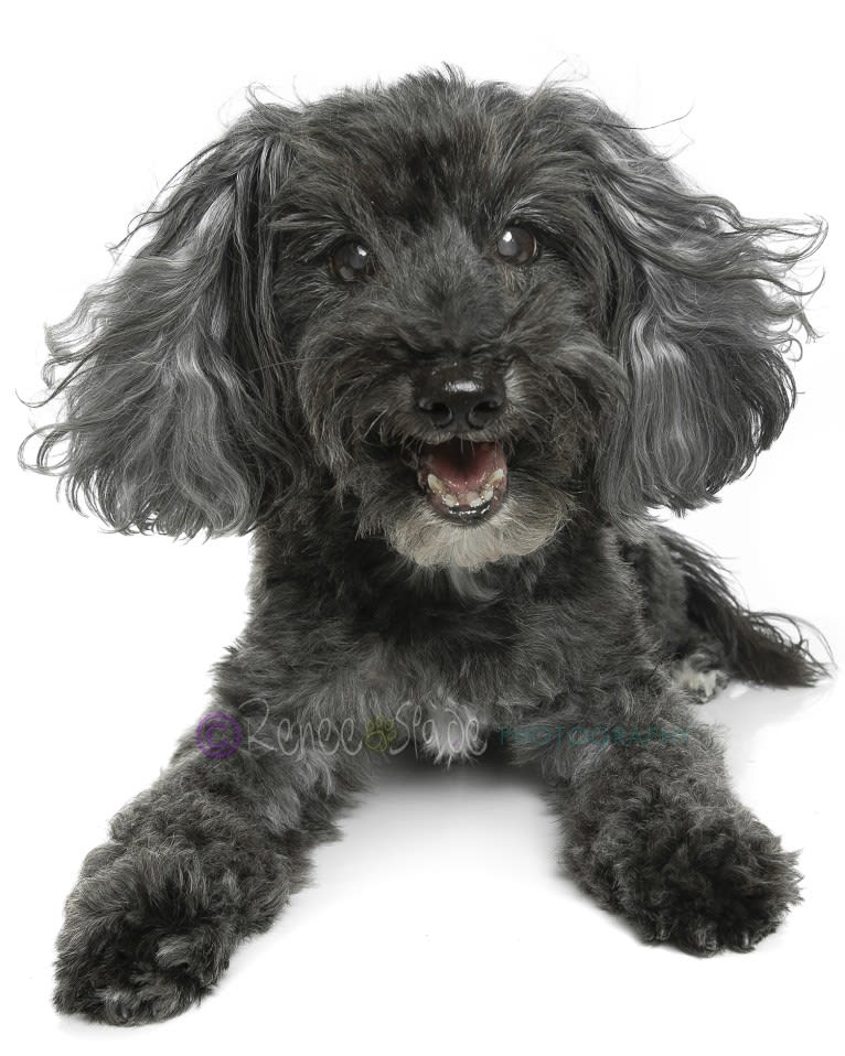 MacGyver, a Havapoo (18.2% unresolved) tested with EmbarkVet.com