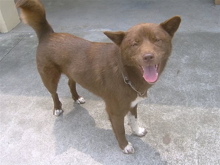 Oneida, a Hong Kong Village Dog tested with EmbarkVet.com