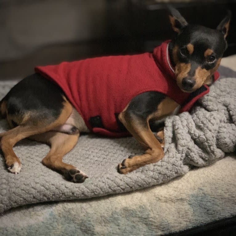 Vinny, a Miniature Pinscher tested with EmbarkVet.com