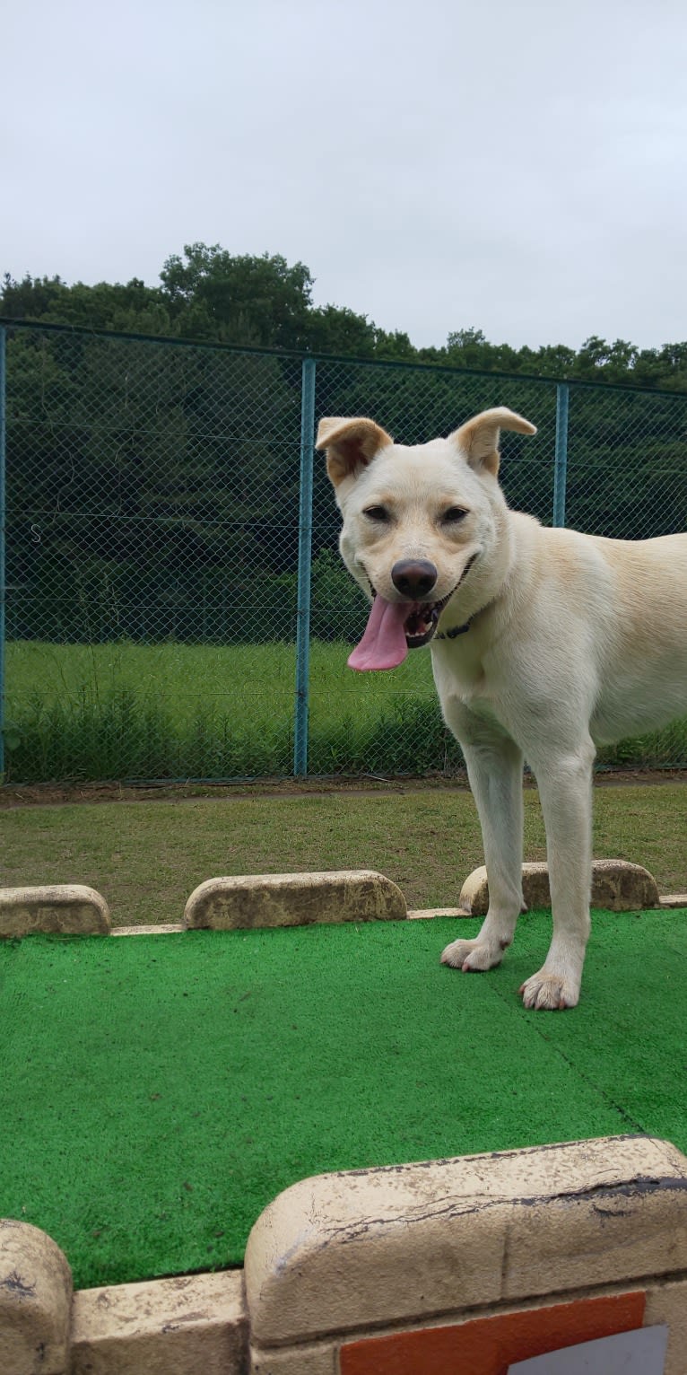 aoi, a Shiba Inu and Japanese Spitz mix tested with EmbarkVet.com