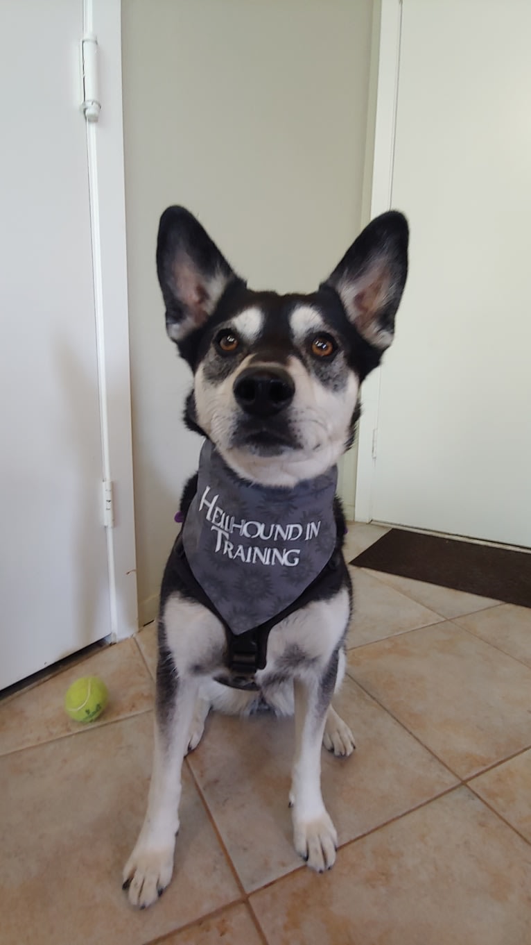 Kaylee, a Siberian Husky and American Pit Bull Terrier mix tested with EmbarkVet.com