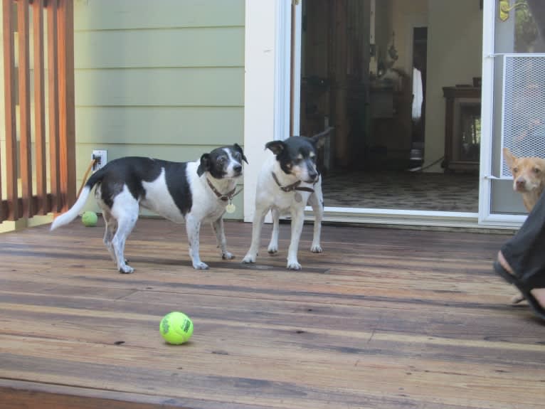 Scooter, a Chihuahua and Poodle (Small) mix tested with EmbarkVet.com