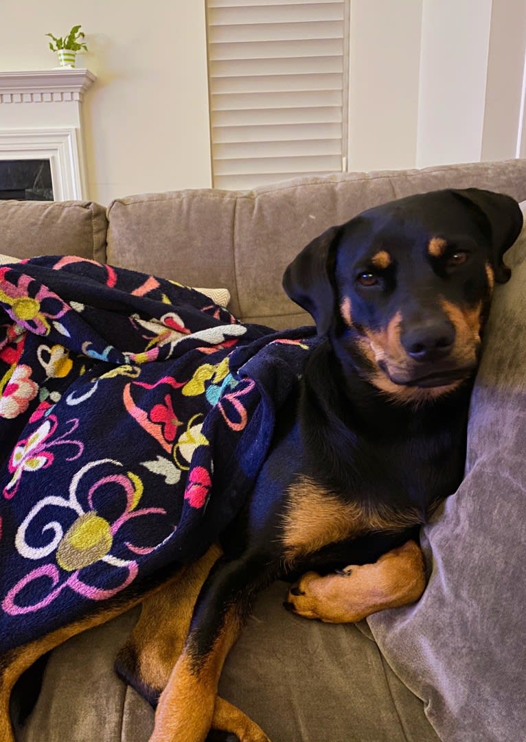 Lucy, a Rottweiler and Labrador Retriever mix tested with EmbarkVet.com