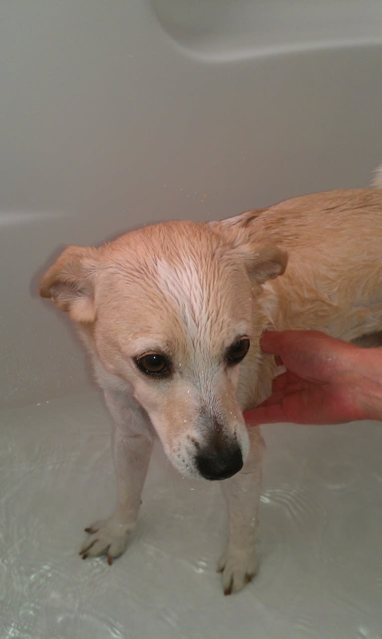 Nicco, a Russell-type Terrier and Bichon Frise mix tested with EmbarkVet.com