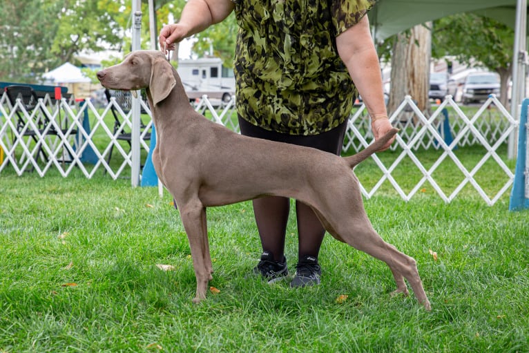 Angenehm's I Don't Need a Crown at Greyhaus, a Weimaraner tested with EmbarkVet.com