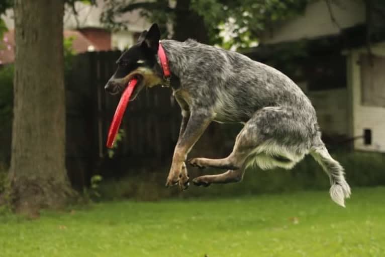 Millie AKA The Masked Millie, an Australian Cattle Dog tested with EmbarkVet.com