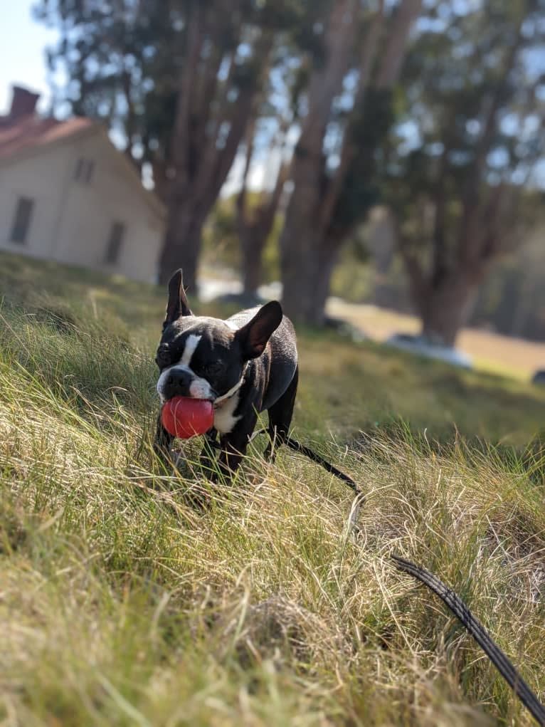 Bing, a Boston Terrier tested with EmbarkVet.com