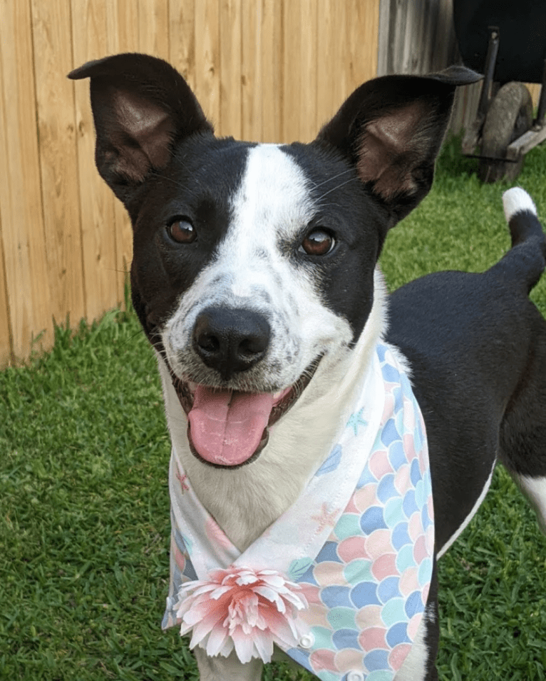 "Tama" Tamago, an American Pit Bull Terrier and Australian Cattle Dog mix tested with EmbarkVet.com