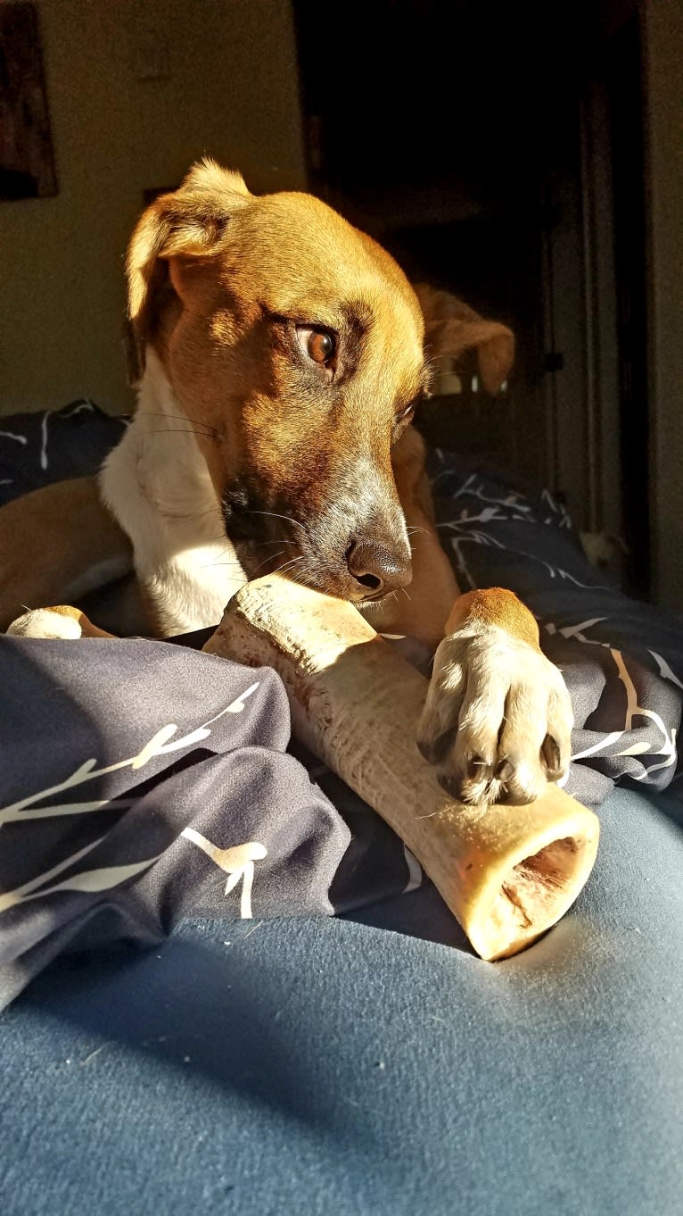 Max, a Treeing Walker Coonhound and American Pit Bull Terrier mix tested with EmbarkVet.com