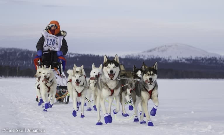 Pamuk av Vargevass, a Siberian Husky tested with EmbarkVet.com