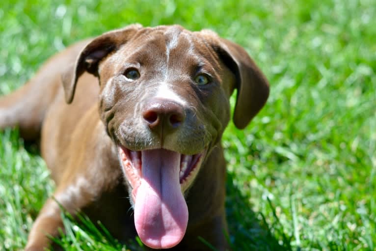 Abel, a Bulldog and Labrador Retriever mix tested with EmbarkVet.com