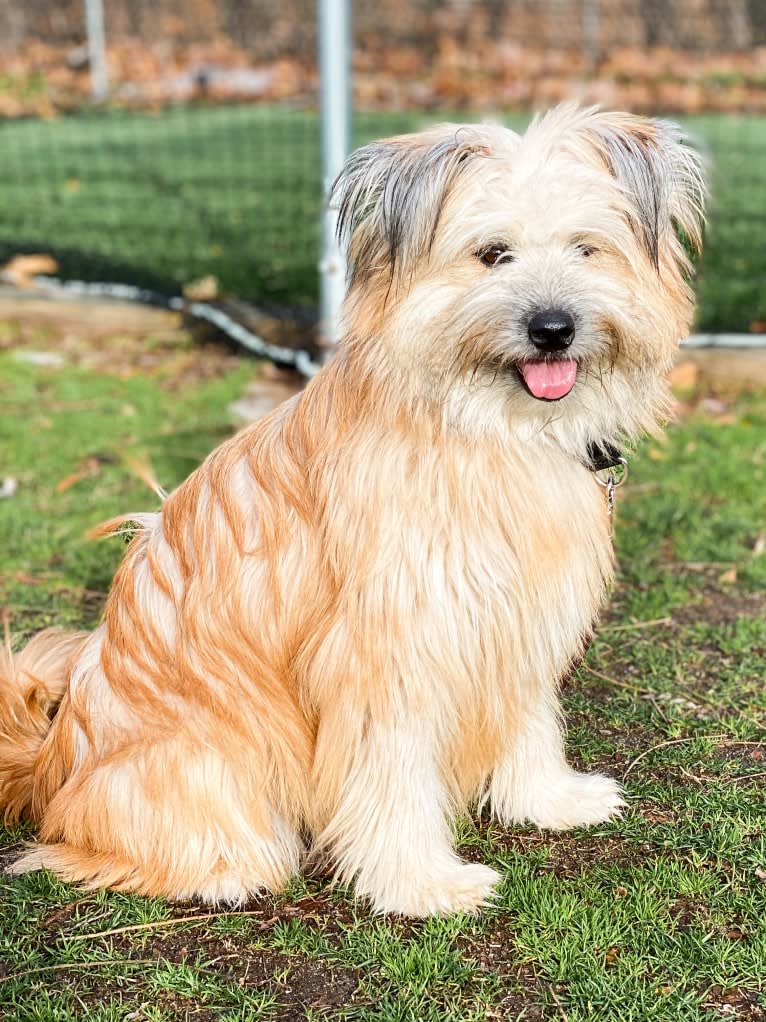 Sully, a Phu Quoc Ridgeback and Pomeranian mix tested with EmbarkVet.com