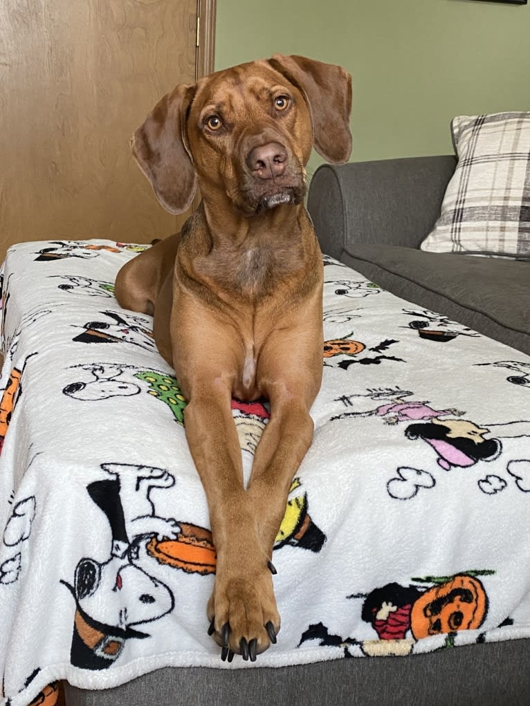 Simba, a Mountain Cur and Black and Tan Coonhound mix tested with EmbarkVet.com