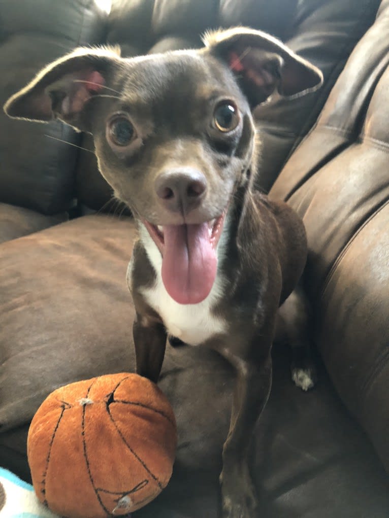 Remington, a Chihuahua tested with EmbarkVet.com