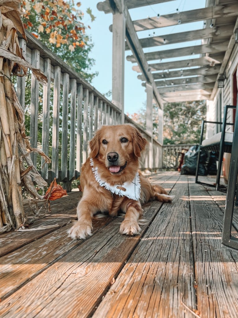 Marley, a Golden Retriever tested with EmbarkVet.com