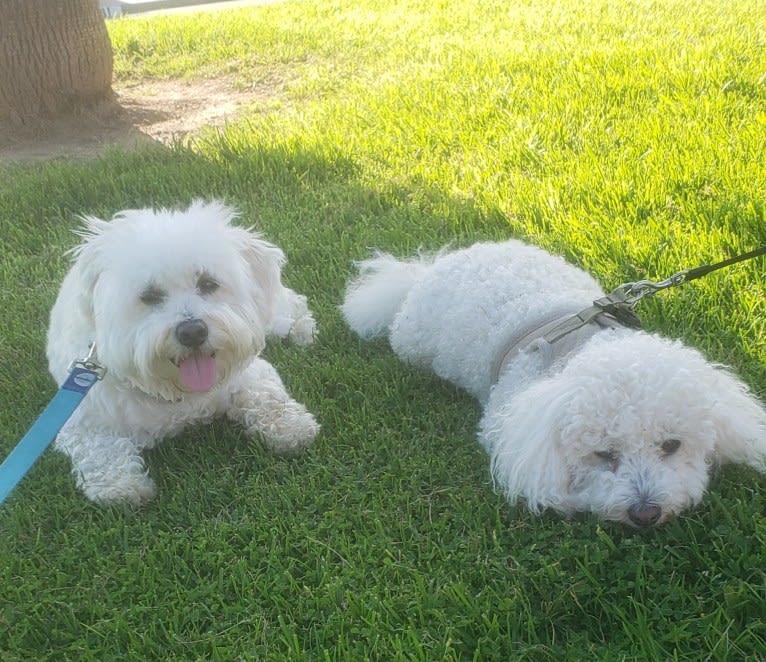 Benji, a Poodle (Small) and Bichon Frise mix tested with EmbarkVet.com