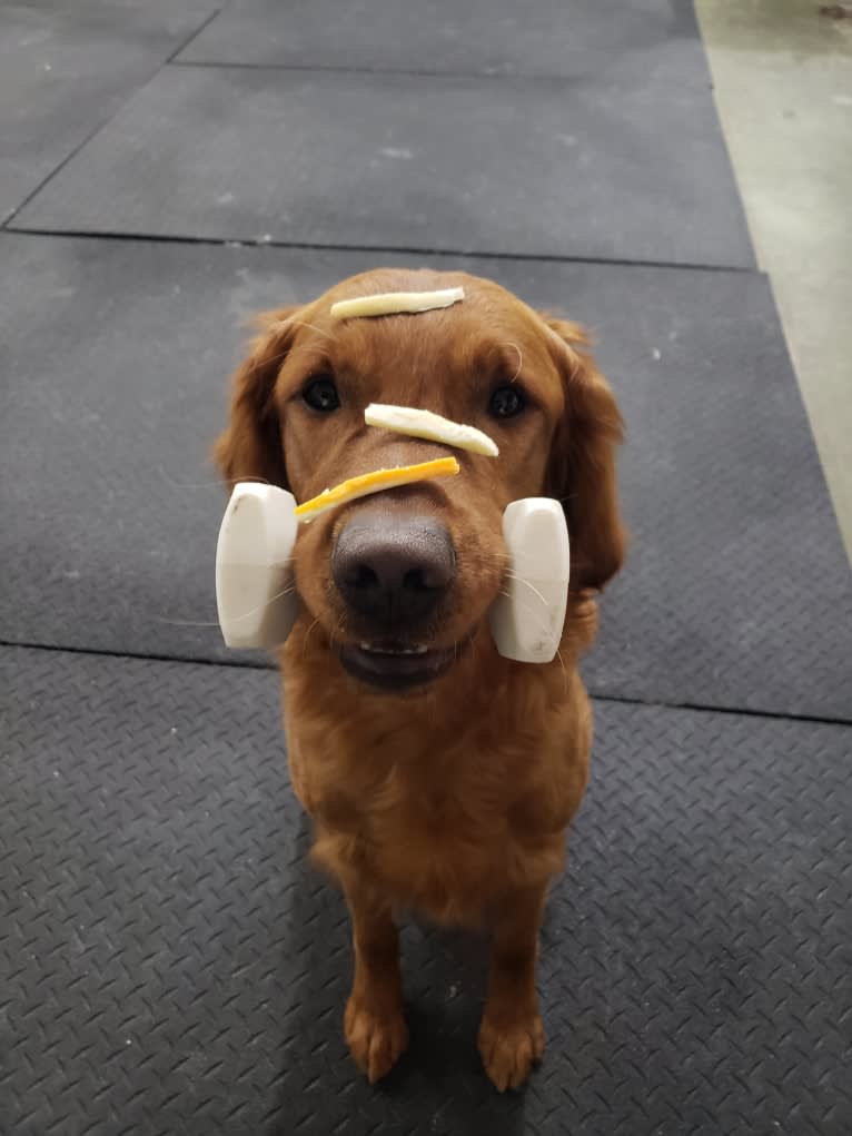 Eclipse, a Golden Retriever tested with EmbarkVet.com